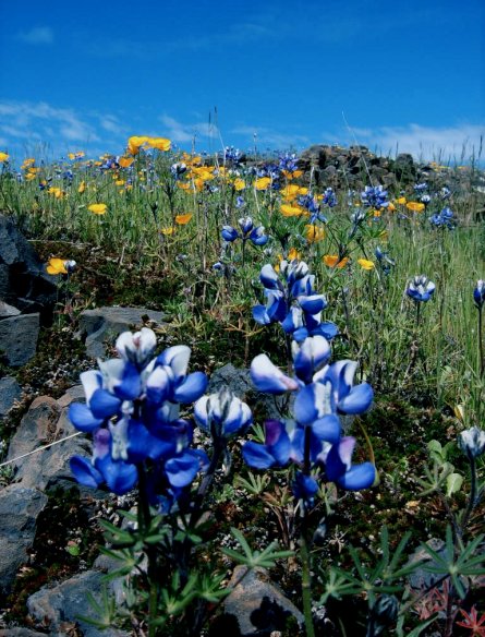 Blue Flowers by Teri Carpentier